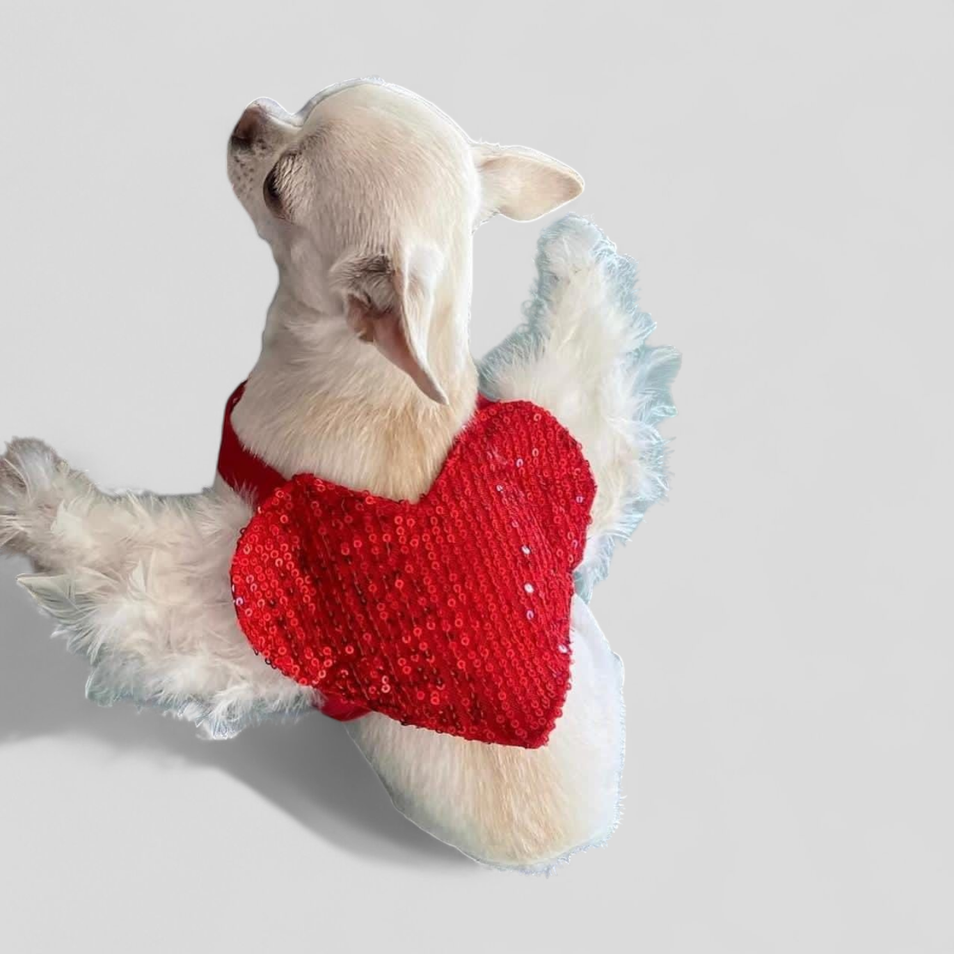 PERRINA arnés de corazón con alas con lentejuelas para perros y gatos razas chicas medianas y grandes