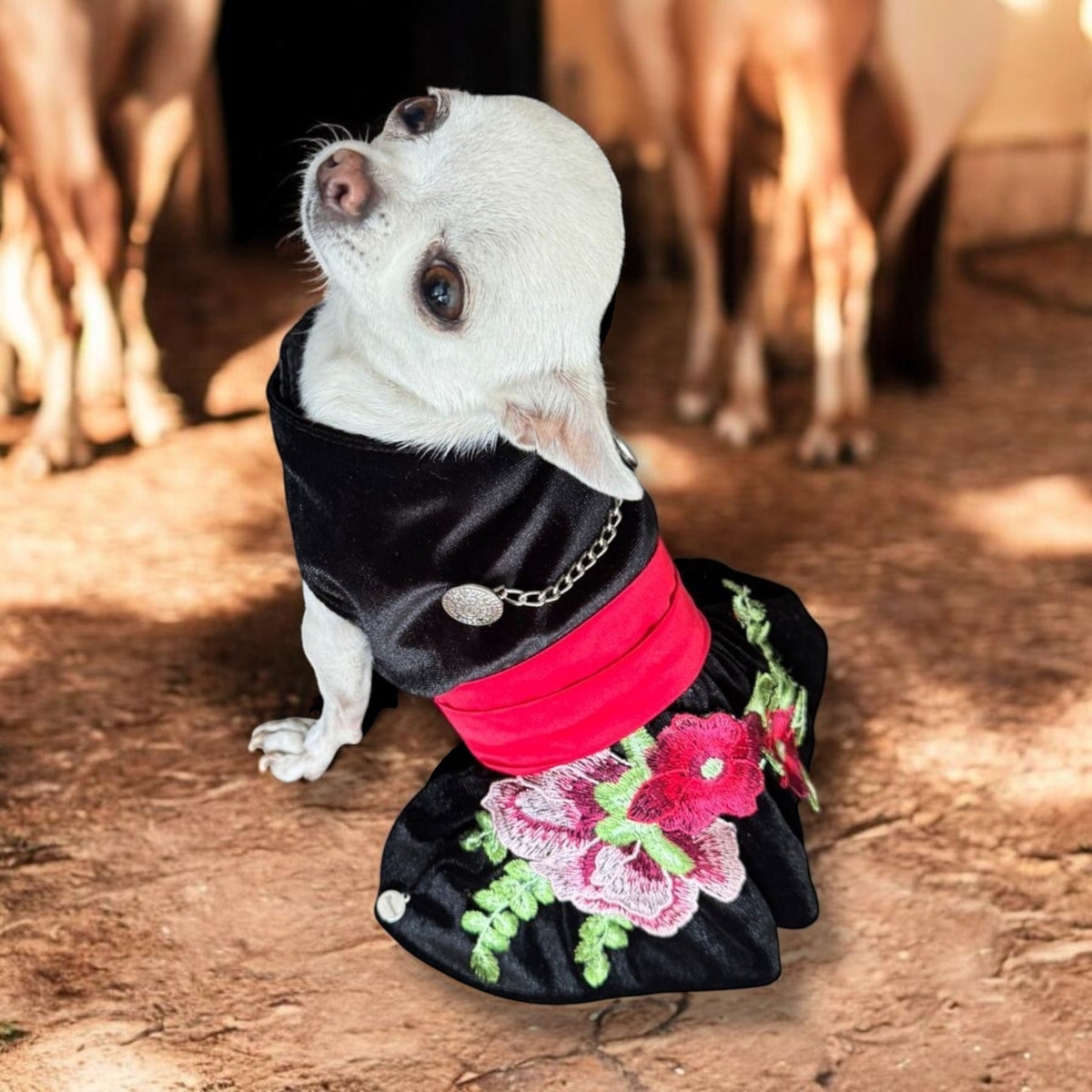 Perrina vestido estilo charro con herrajes para mascotas perros y gatos razas chicas medianas y grandes