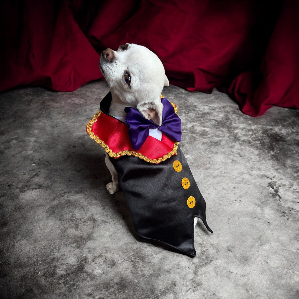 Perrina disfraz de vampiro con moño para perros y gatos, razas chicas medianas y grandes