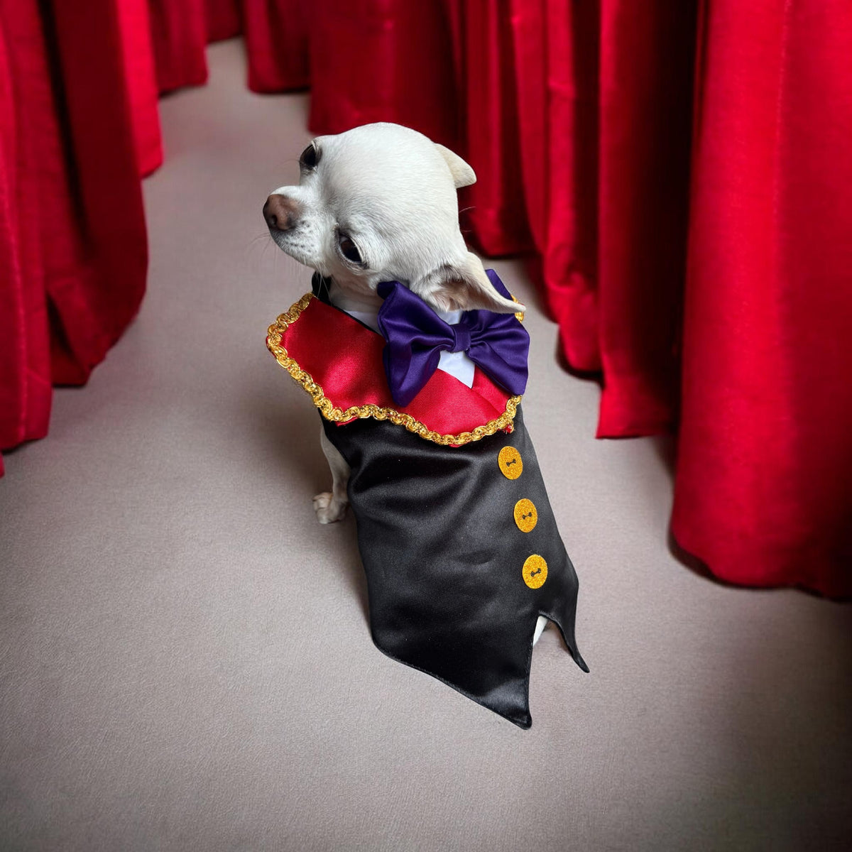 Perrina disfraz de vampiro con moño para perros y gatos, razas chicas medianas y grandes
